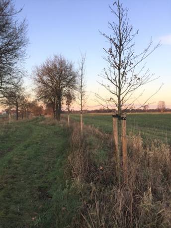 Bomen nog niet allemaal ingeplant